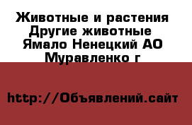 Животные и растения Другие животные. Ямало-Ненецкий АО,Муравленко г.